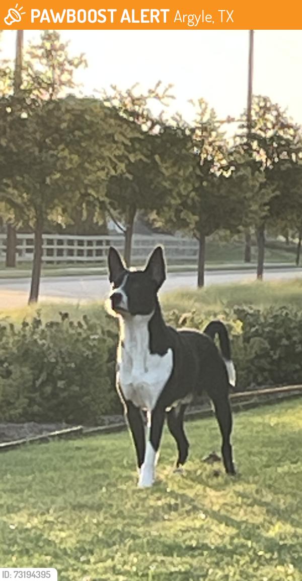 Found/Stray Unknown Dog last seen Old Justin Rd and Longspur Dr, Argyle, TX 76226