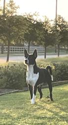 Found/Stray Unknown Dog last seen Old Justin Rd and Longspur Dr, Argyle, TX 76226