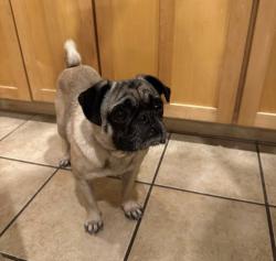 Found/Stray Male Dog last seen Live Oak st and Oltorf, Austin, TX 78704