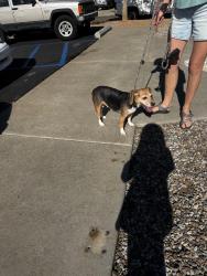 Found/Stray Female Dog last seen Near the cemetery on Cesar Chavez, Albuquerque, NM 87102