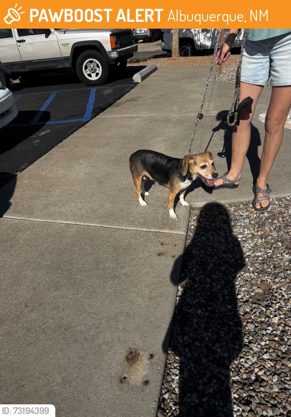 Found/Stray Female Dog last seen Near the cemetery on Cesar Chavez, Albuquerque, NM 87102