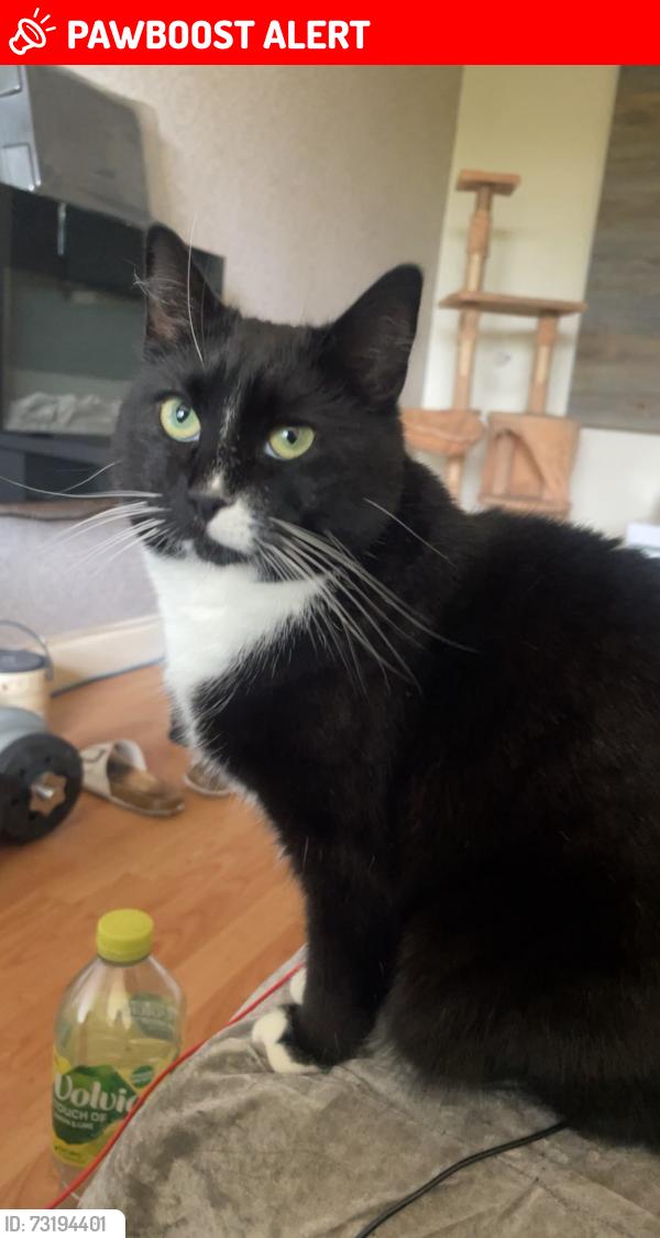Lost Female Cat last seen Lyndhurst Avenue Hazel grove, Hazel Grove, England SK7 5LE