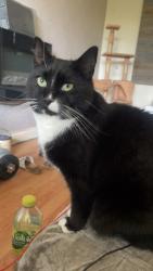 Lost Female Cat last seen Lyndhurst Avenue Hazel grove, Hazel Grove, England SK7 5LE