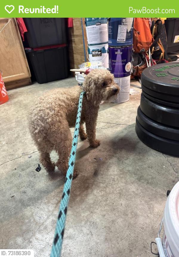 Reunited Male Dog last seen North 10th and Mountain View, Mountain View, CA 94041
