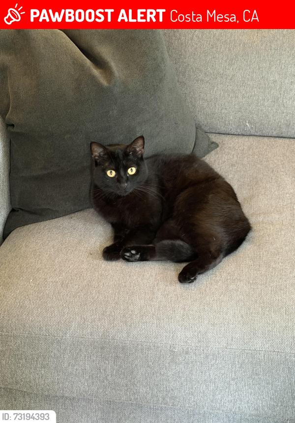 Lost Female Cat last seen Tustin and Ogle, Costa Mesa, CA 92627