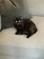 Lost Female Cat last seen Tustin and Ogle, Costa Mesa, CA 92627