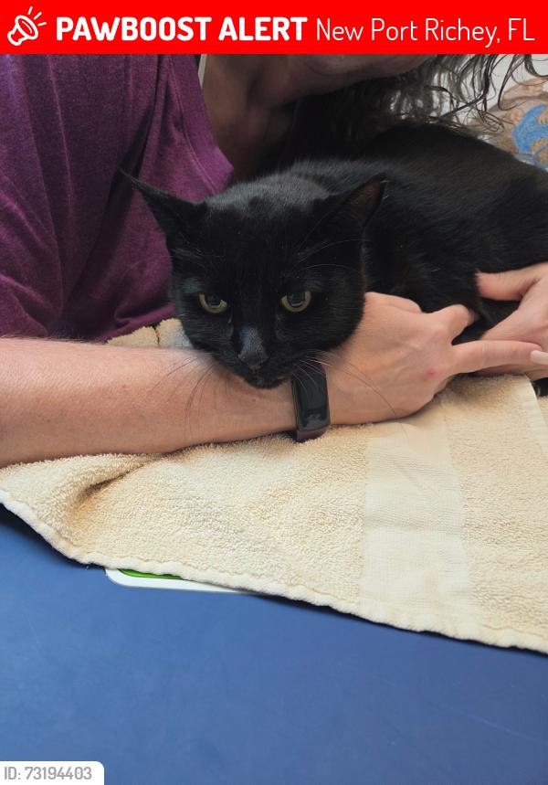 Lost Male Cat last seen Saren Drive between Woodcock & Yellowbird, New Port Richey, FL 34652