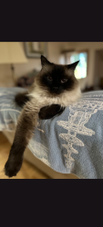 Lost Male Cat last seen Weathersfield Commons off Jefferson Blve, Warwick, RI 02886