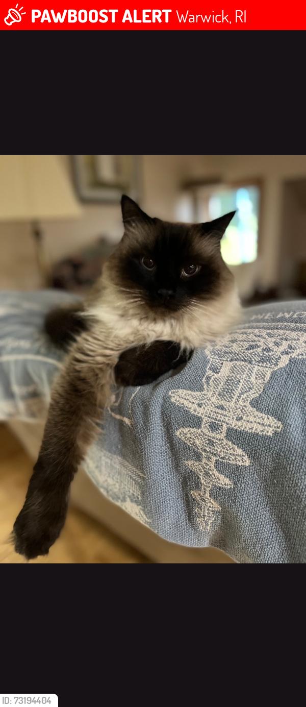 Lost Male Cat last seen Weathersfield Commons off Jefferson Blve, Warwick, RI 02886