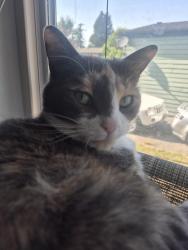 Lost Female Cat last seen Grandin park, Gresham, OR 97080