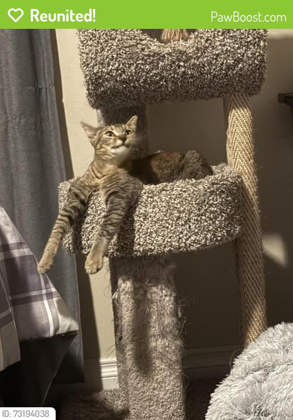 Reunited Female Cat last seen Compromise Line, Glendora, CA 91741