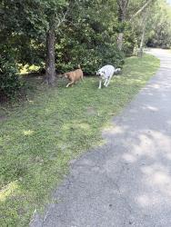 Reunited Unknown Dog last seen Castaway Island Preserve, Jacksonville, FL 32224