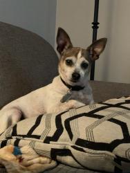 Reunited Male Dog last seen Tulsa and Sulfur Springs, Manchester, MO 63021