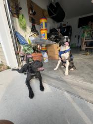 Found/Stray Unknown Dog last seen Somersby Blvd, Pooler, GA 31322