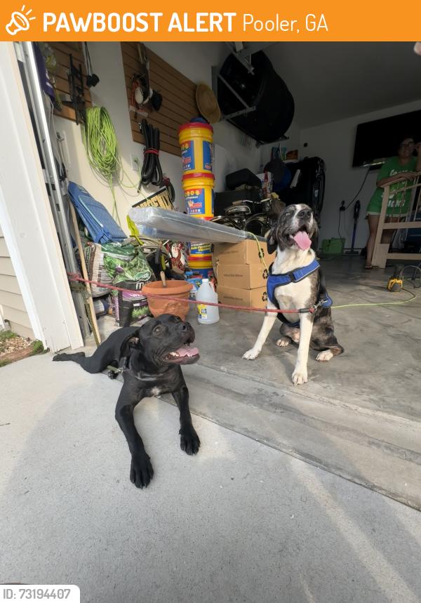 Found/Stray Unknown Dog last seen Somersby Blvd, Pooler, GA 31322