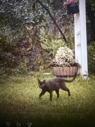 Found/Stray Unknown Cat last seen Buckhorn, Pine Ridge, FL 34465