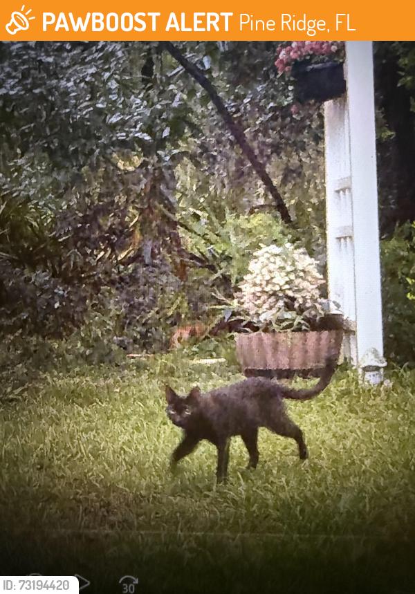Found/Stray Unknown Cat last seen Buckhorn, Pine Ridge, FL 34465