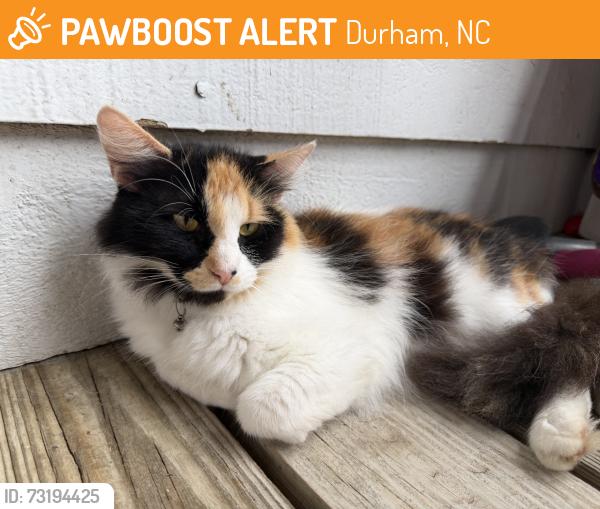 Found/Stray Female Cat last seen University drive, Durham, NC 27707