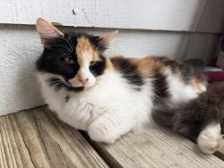 Found/Stray Female Cat last seen University drive, Durham, NC 27707