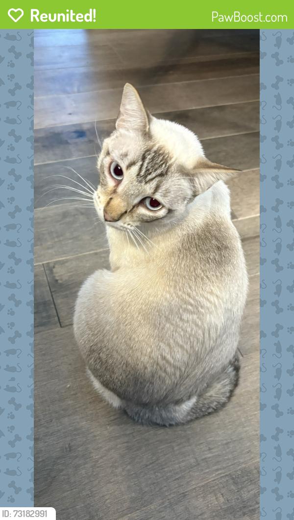 Reunited Female Cat last seen Lake Drive & Calkins in Easttown, Grand Rapids, MI 49506