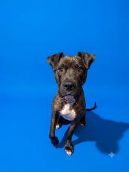 Shelter Stray Female Dog last seen Near BLOCK BARNES RD S, 2020 Forest St, Jacksonville, FL 32204, USA