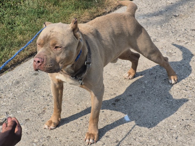 Shelter Stray Male Dog last seen Near BLOCK HAMBURG ST, DETROIT, MI 48205, 7401 Chrysler Dr, Detroit, MI 48211, USA