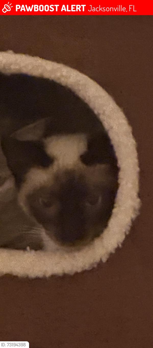 Lost Male Cat last seen Naranja Drive, Jacksonville, FL 32217