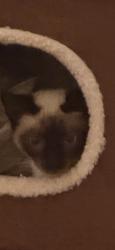 Lost Male Cat last seen Naranja Drive, Jacksonville, FL 32217