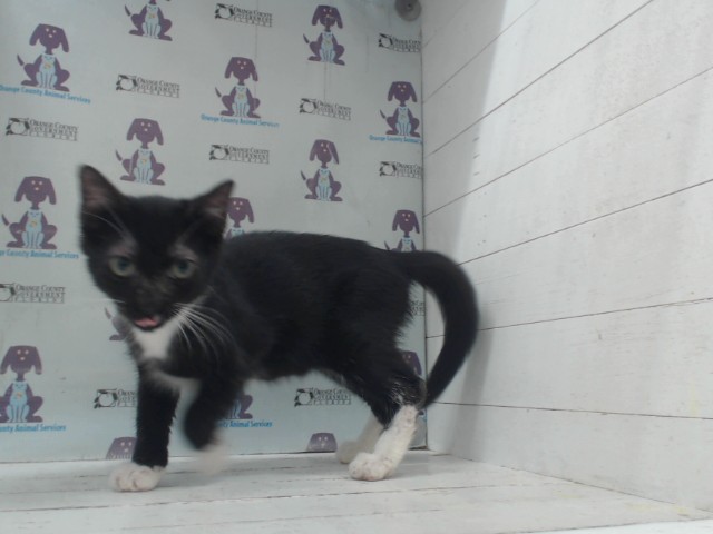 Shelter Stray Male Cat last seen , 2769 Conroy Rd, Orlando, FL 32839, USA