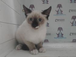 Shelter Stray Female Cat last seen , 2769 Conroy Rd, Orlando, FL 32839, USA