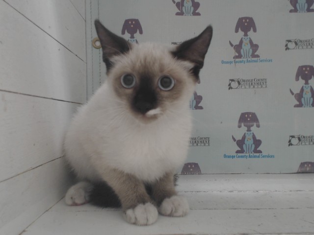Shelter Stray Female Cat last seen , 2769 Conroy Rd, Orlando, FL 32839, USA
