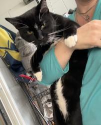 Found/Stray Male Cat last seen Kepler road and old Daytona road, Volusia County, FL 32724
