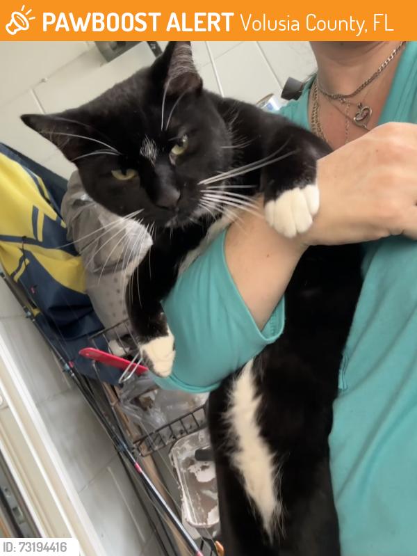 Found/Stray Male Cat last seen Kepler road and old Daytona road, Volusia County, FL 32724