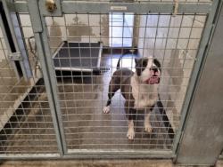Shelter Stray Male Dog last seen , 3201 Lacy St, Los Angeles, CA 90031, USA