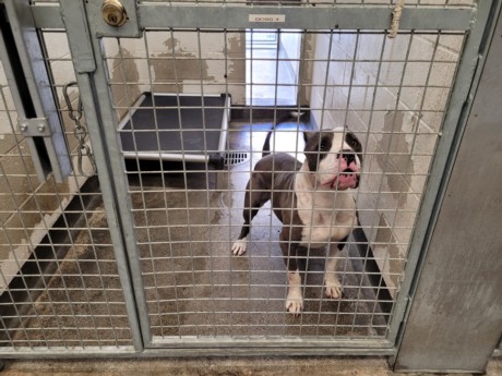 Shelter Stray Male Dog last seen , 3201 Lacy St, Los Angeles, CA 90031, USA