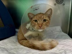 Shelter Stray Female Cat last seen MATTAPAN, 350 S Huntington Ave, Jamaica Plain, MA 02130, USA