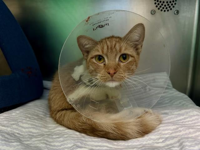 Shelter Stray Female Cat last seen MATTAPAN, 350 S Huntington Ave, Jamaica Plain, MA 02130, USA