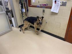 Shelter Stray Male Dog last seen Near BLOCK W FERNWOOD CIR, 3839 W Burnham St, West Milwaukee, WI 53215, USA