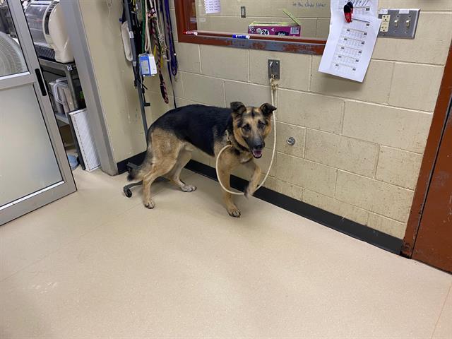 Shelter Stray Male Dog last seen Near BLOCK W FERNWOOD CIR, 3839 W Burnham St, West Milwaukee, WI 53215, USA