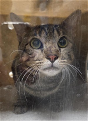 Shelter Stray Unknown Cat last seen NIGHT HERON, 232 Eslinger Way, Sanford, FL 32773, USA