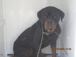 Shelter Stray Male Dog last seen , 1850 W 60th St, Los Angeles, CA 90047, USA