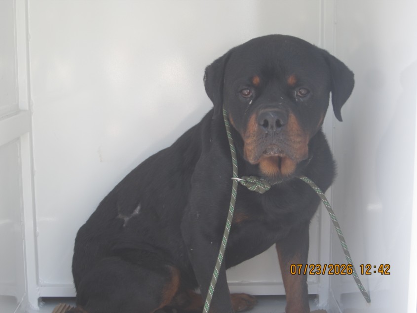Shelter Stray Male Dog last seen , 1850 W 60th St, Los Angeles, CA 90047, USA