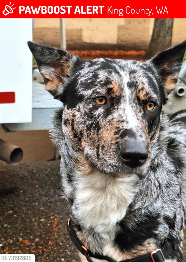 Lost Female Dog last seen 277th st corridor trail, King County, WA 98032