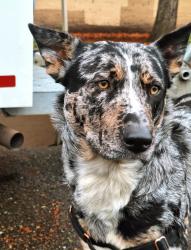Lost Female Dog last seen 277th st corridor trail, King County, WA 98032