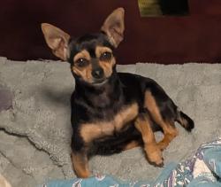 Reunited Female Dog last seen Near Palmetto Ln, Fayetteville, NC 28304, USA, Fayetteville, NC 28304