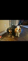 Reunited Male Dog last seen Near Winding Oak Dr. Chula Vista, CA 91910, Chula Vista, CA 91910