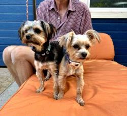 Reunited Unknown Dog last seen north mitchell street, south of ustick, Boise, ID 83704