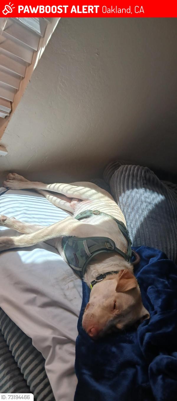 Lost Male Dog last seen Lake merrit and harrison, Oakland, CA 94606