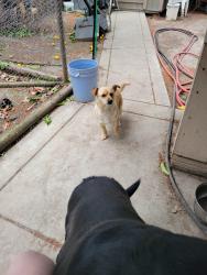 Reunited Male Dog last seen Island dr. And shore rd., Bay Point, CA 94565