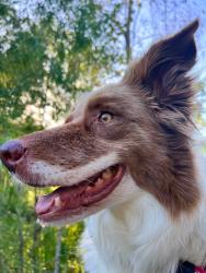 Reunited Female Dog last seen FM359 Bus 290, Hempstead, TX 77445